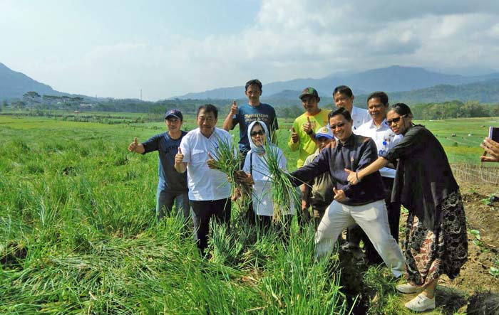 Dirjen Spudnik Optimistis Produksi Bawang Tetap Surplus Hingga Oktober 2017